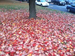Fallen Maple leaves